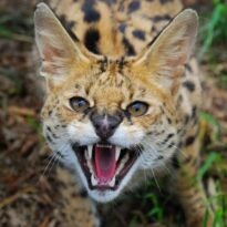 Аватар пользователя SerVal